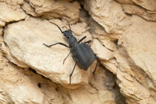 Image of Leptoderis solieri