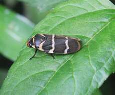 Image of Phymatostetha birmanica Jacobi 1905