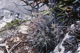 Image of Thelocactus tulensis (Polseg.) Britton & Rose