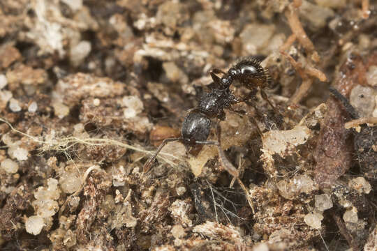 Image of Tetramorium confusum Bolton 1977