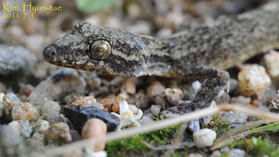 صورة Gekko japonicus (Schlegel 1836)