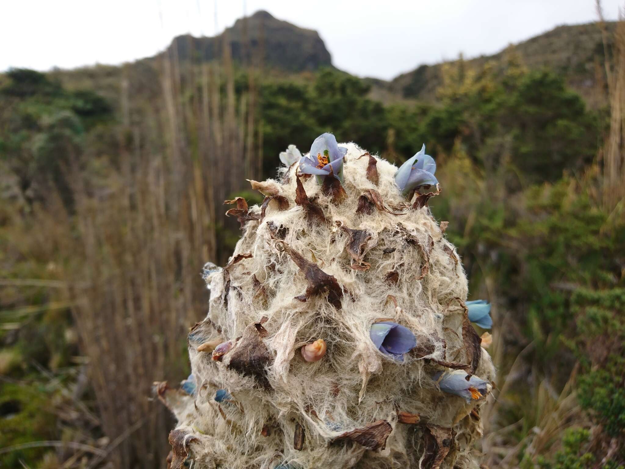 Image of Puya clava-herculis Mez & Sodiro