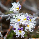 Image de Polygala santacruzensis Grondona