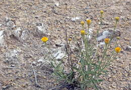 Image of Inula multicaulis Fisch. & C. A. Mey.