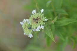 صورة Pycnanthemum verticillatum var. verticillatum