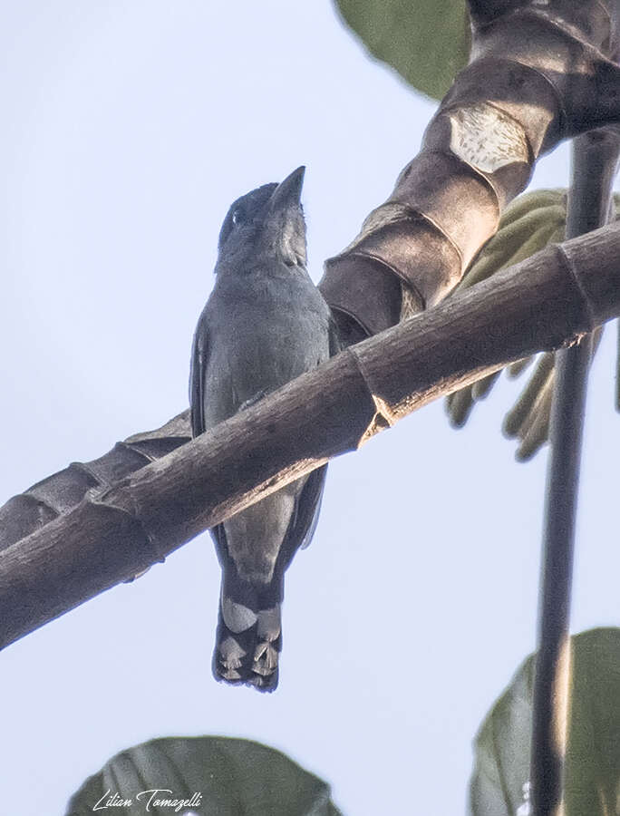 Image of Black-capped Becard