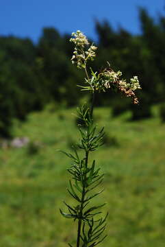 Image of Thalictrum simplex subsp. galioides (DC.) Korz.