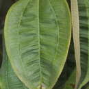 Image of Miconia symplocoidea Triana