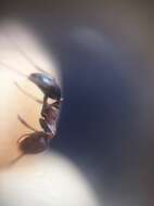 Image of Ant