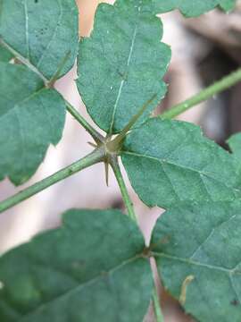 Image of Aralia decaisneana Hance