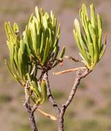 Image of Euryops spathaceus DC.