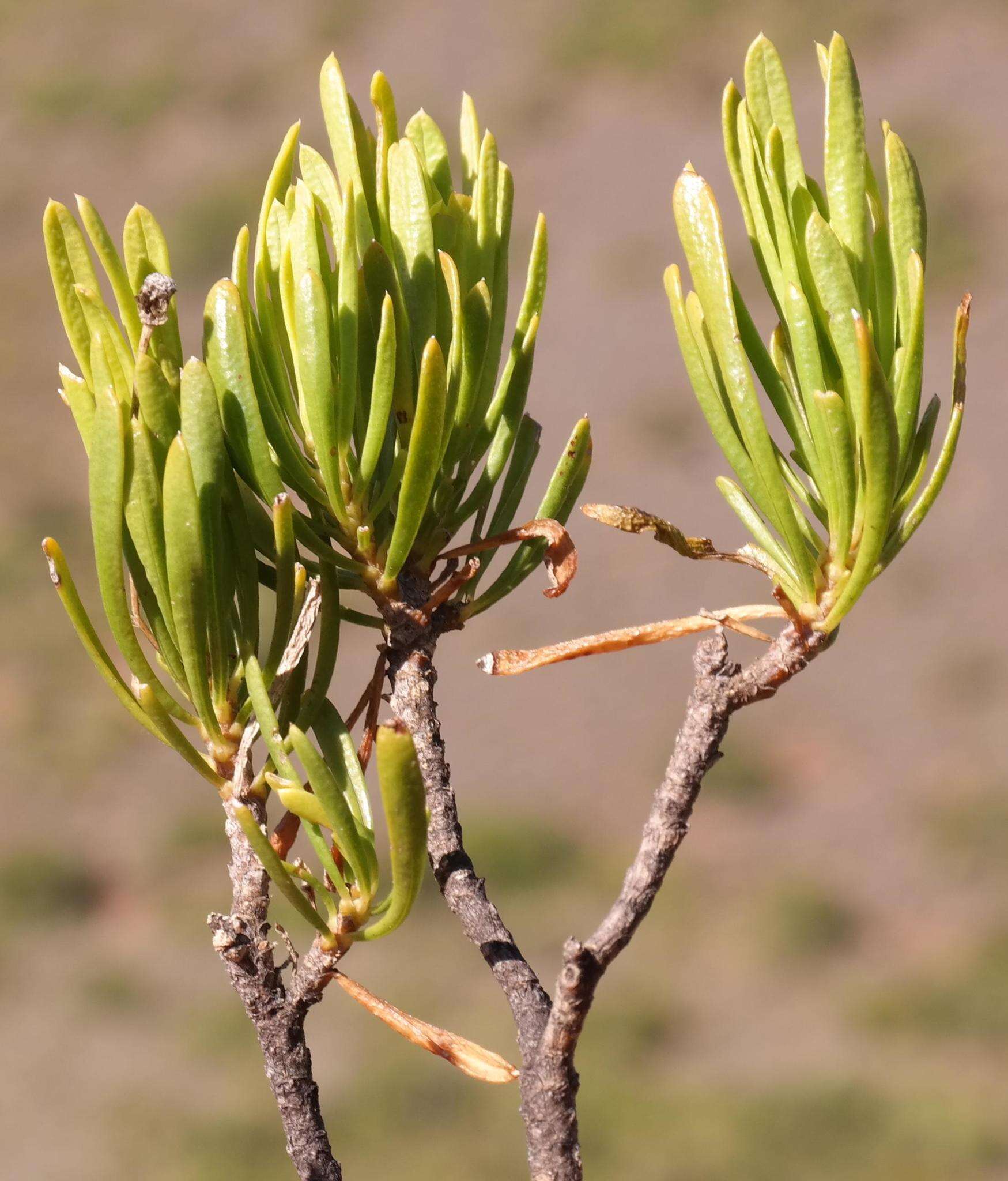 Image of Euryops spathaceus DC.