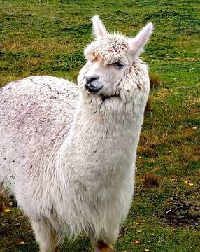 Image of Alpaca