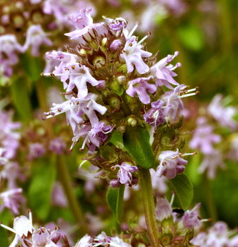 Image of Large Thyme