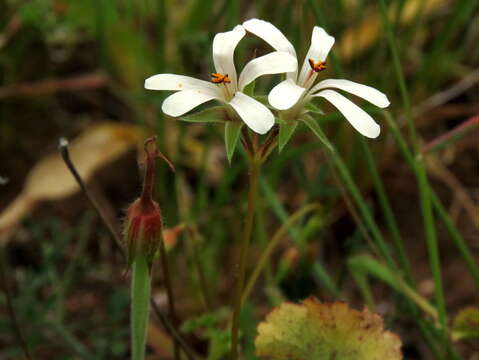 Image of Pelargonium elongatum (Cav.) Steud.