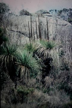Image of Balga