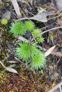 Image of Stylidium soboliferum F. Müll.