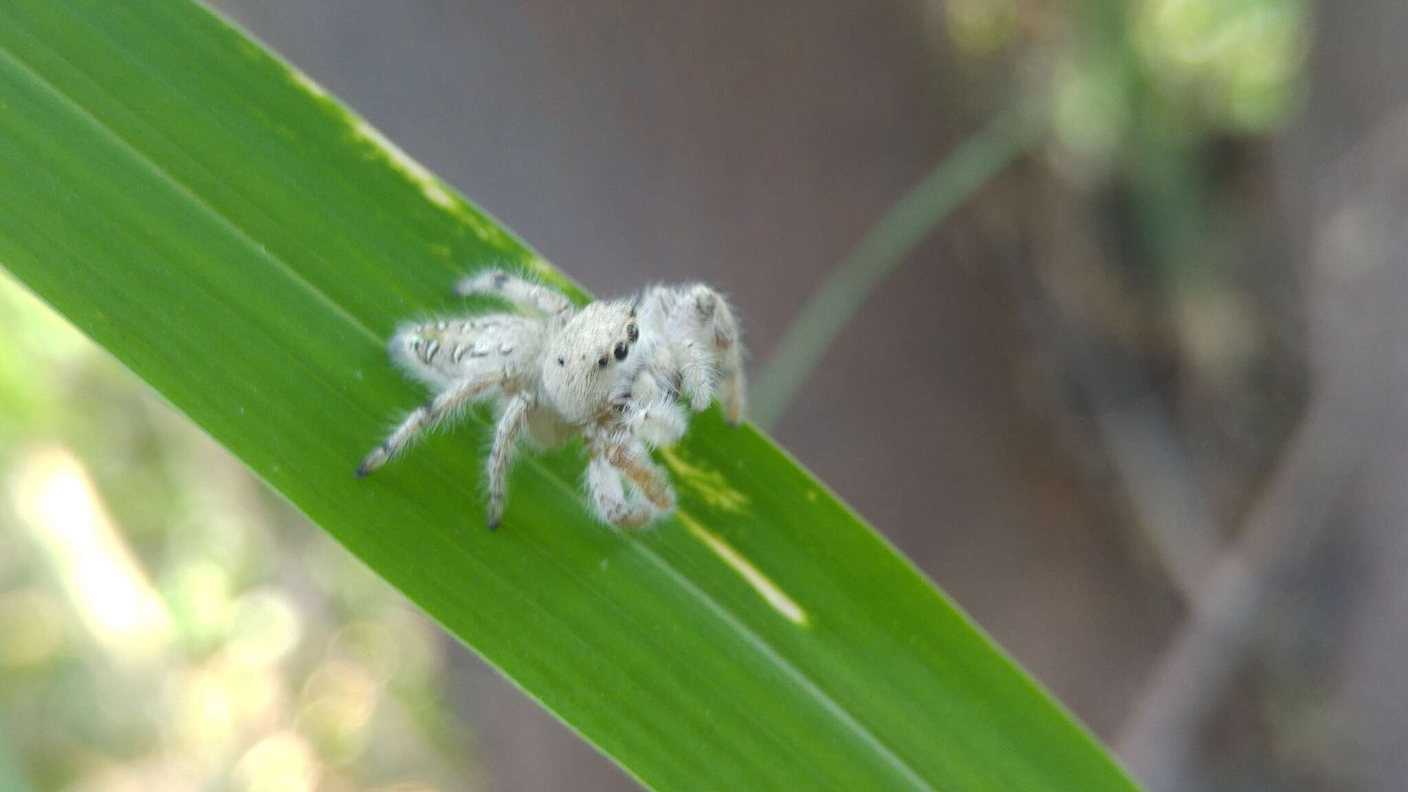 Image of Paraphidippus fartilis (Peckham & Peckham 1888)