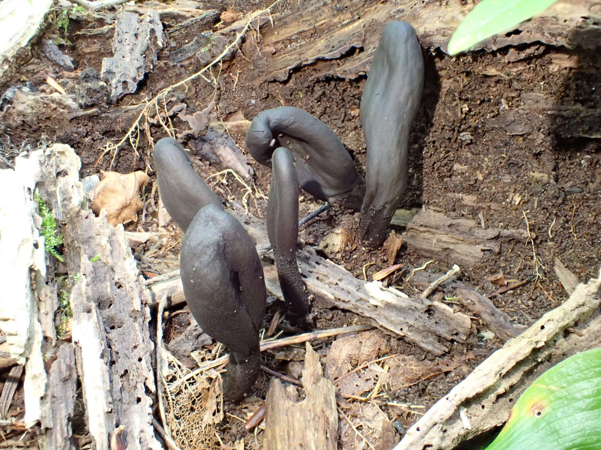 Image of Dark purple earth tongue