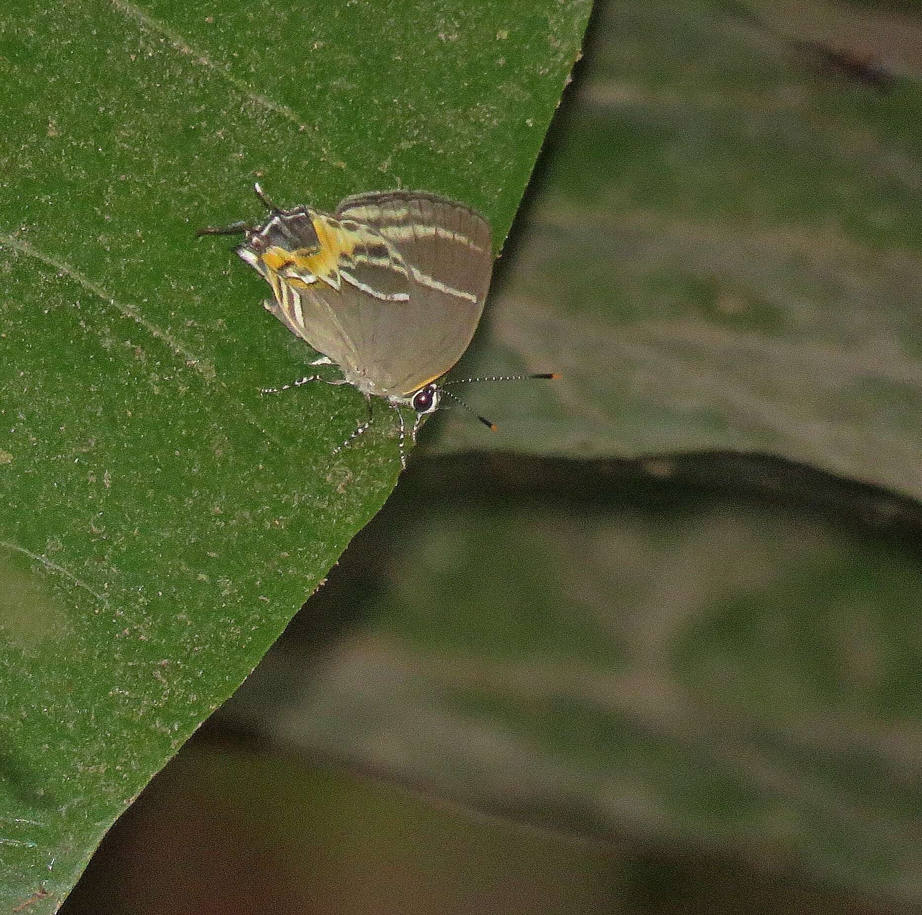 Image of Terenthina terentia