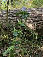 Imagem de Gentiana saponaria L.