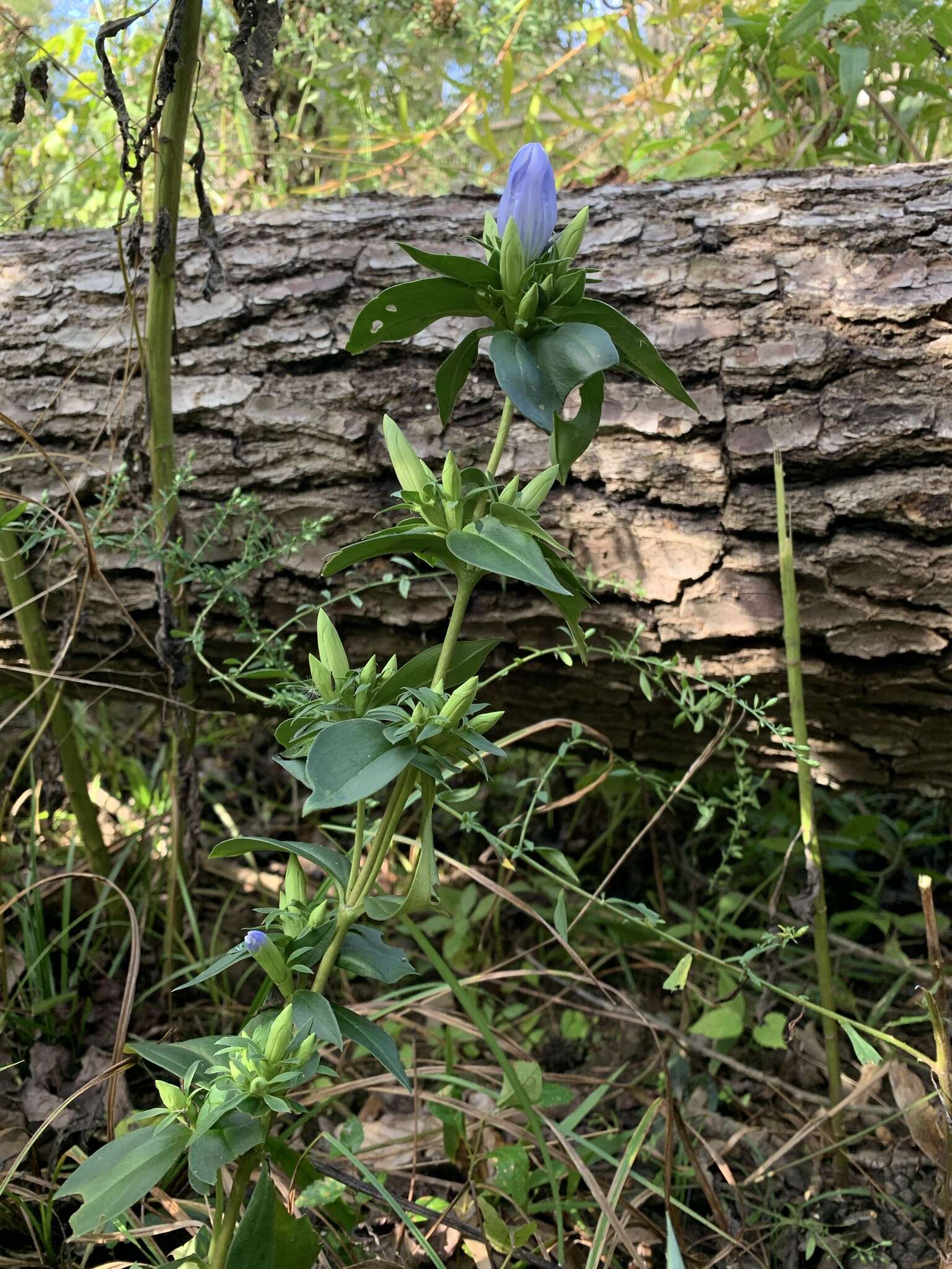 Imagem de Gentiana saponaria L.