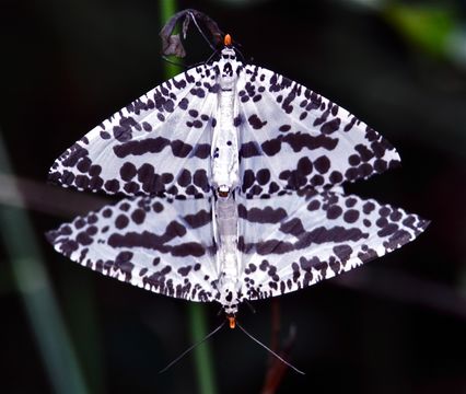 Image of <i>Abraxaphantes perampla</i> Swinhoe 1890