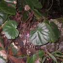 Image of Begonia jingxiensis D. Fang & Y. G. Wei