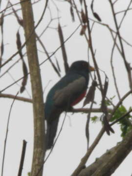 Image of Blue-crowned Trogon