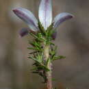 Image of Roella compacta Schltr.