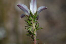 Image of Roella compacta Schltr.