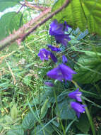 Image of Campanula serrata (Kit. ex Schult.) Hendrych