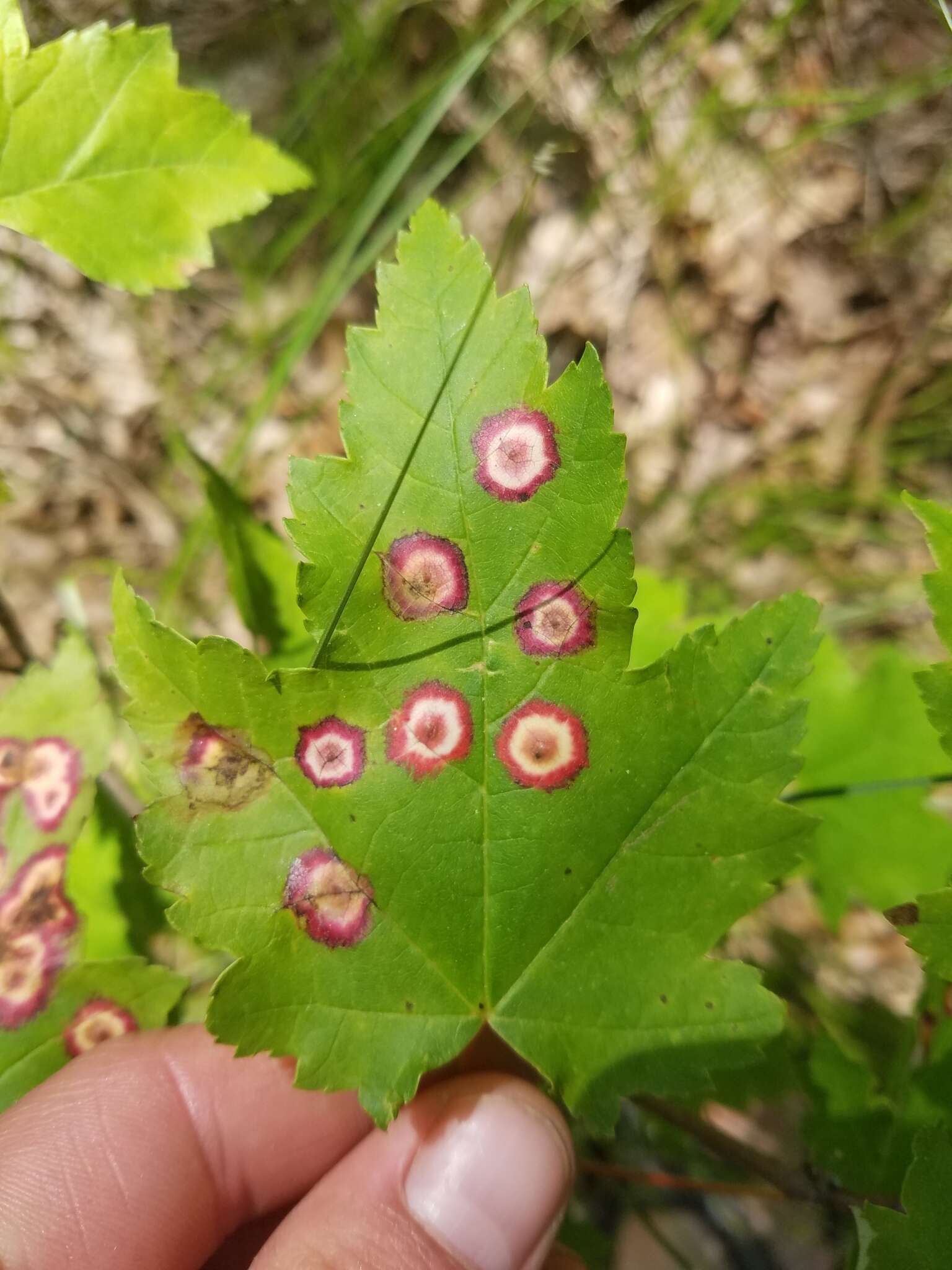 Image of Ocellate Gall Midge