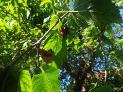 Image of black mulberry