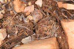 Image of Hester's foxtail cactus