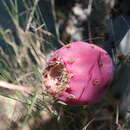 Opuntia lagunae E. M. Baxter的圖片