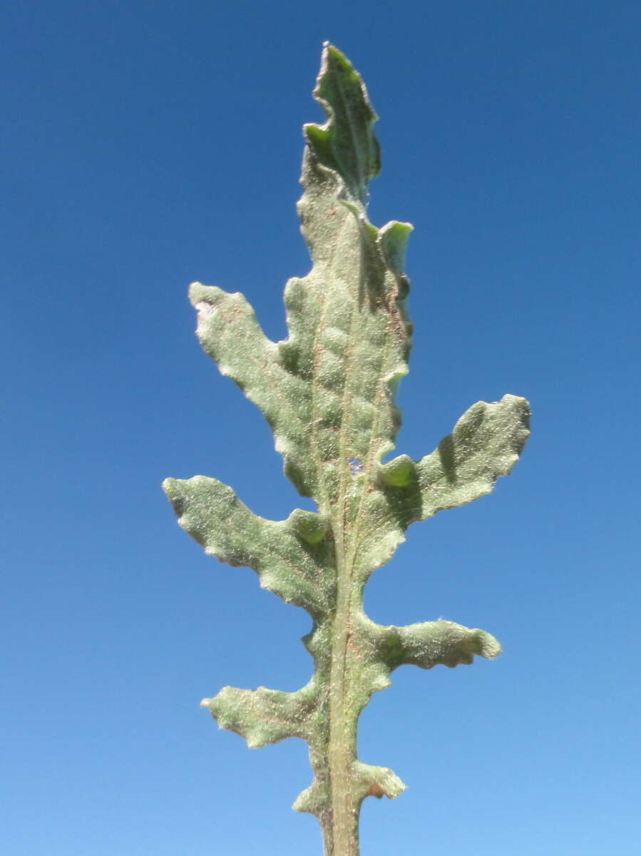 Слика од Arctotis leiocarpa Harv.