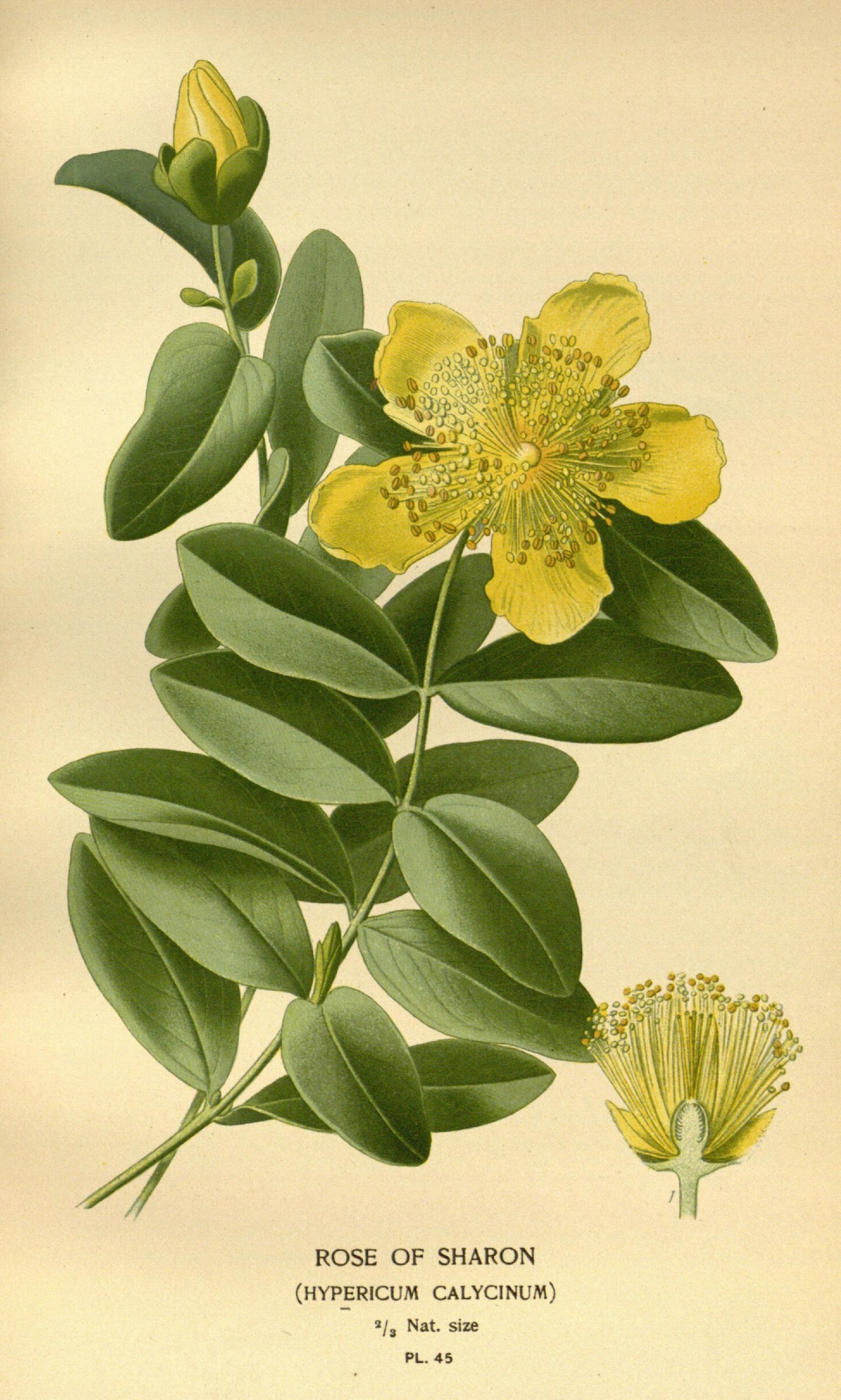 Hypericum calycinum (rights holder: Biodiversity Heritage Library)