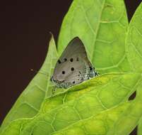 Image of Aquamarine Hairstreak