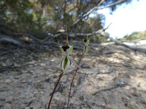 Image of Koppio spider orchid