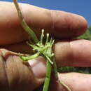 Image of Cyclanthera longisepala (Cogn.) H. Schaef. & S. S. Renner