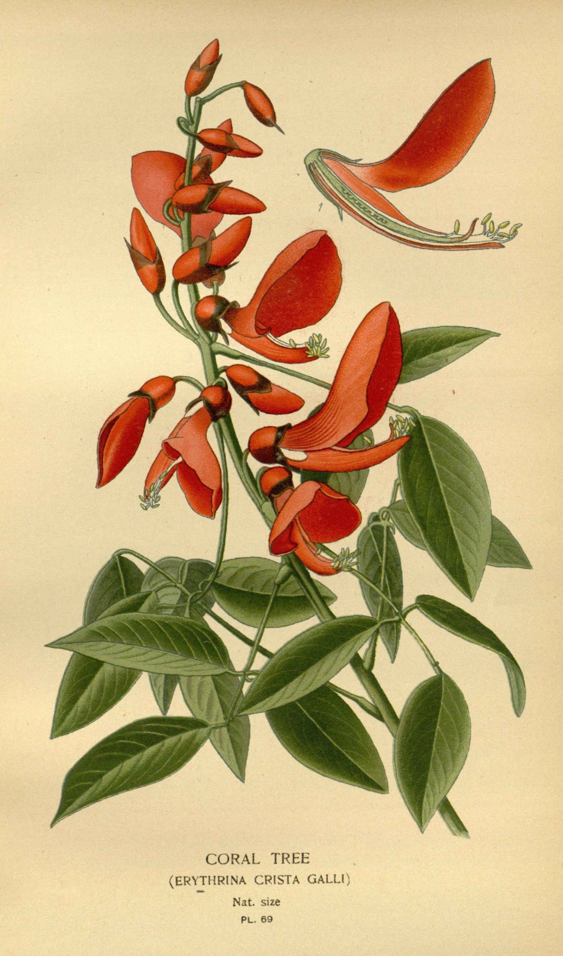 Cockspur Coral Tree media - Encyclopedia of Life