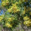 Image of Acacia deanei subsp. paucijuga (F. Muell. ex N. A. Wakef.) Tindale