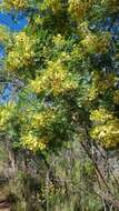 Image of Acacia deanei subsp. paucijuga (F. Muell. ex N. A. Wakef.) Tindale