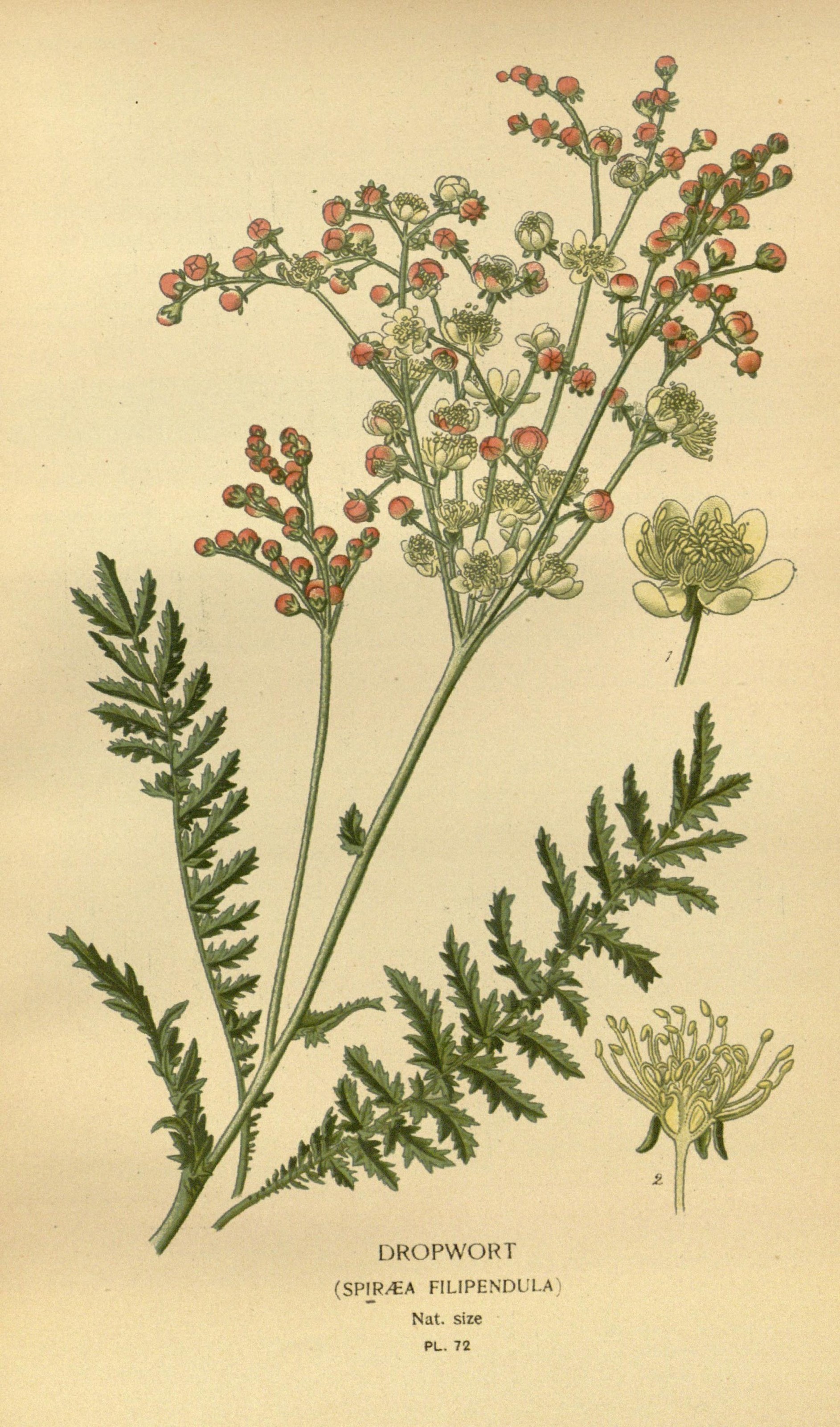 Filipendula vulgaris (rights holder: Biodiversity Heritage Library)