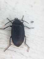 Image of Velvety Bark Beetle