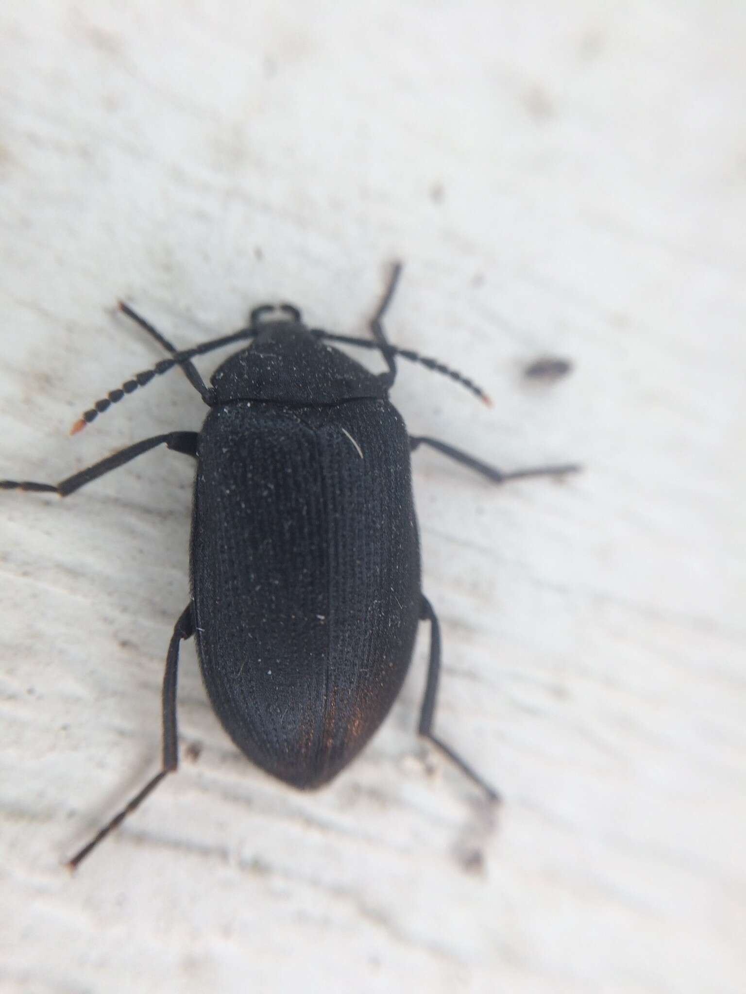 Image of Velvety Bark Beetle