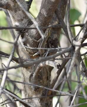 Anolis litoralis Garrido 1975 resmi