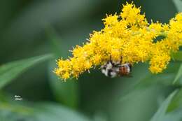 Image of Tricolored Bumble Bee