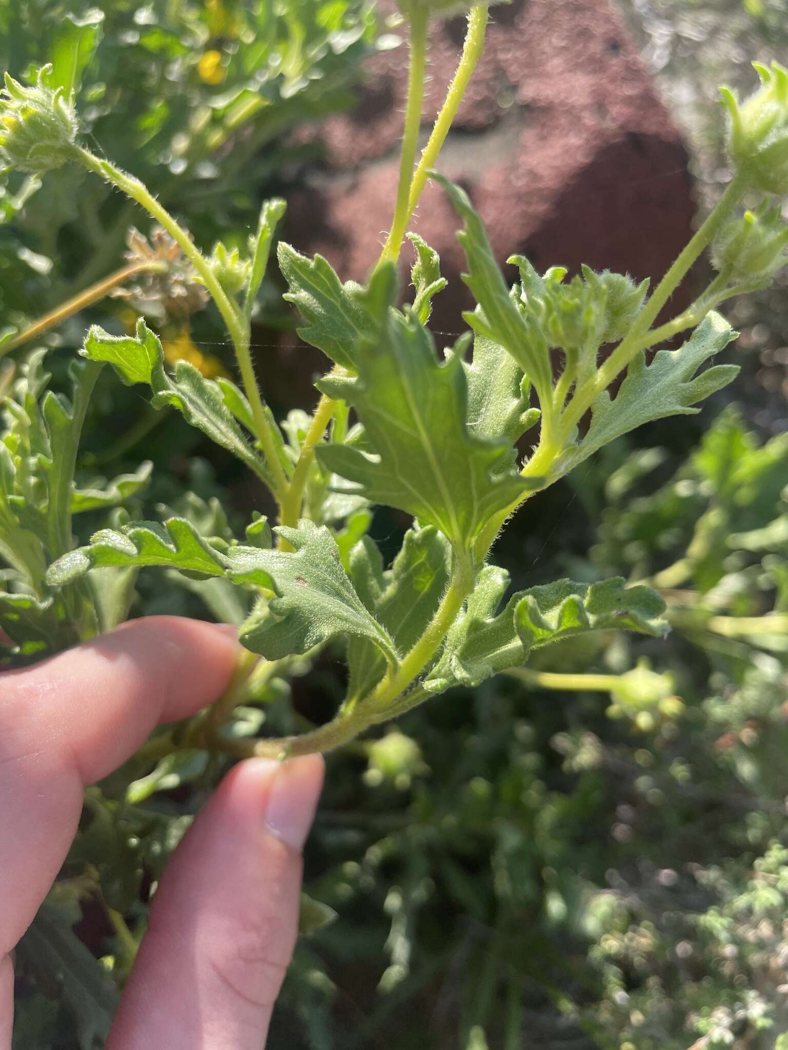 Sivun Encelia laciniata Vasey & Rose kuva